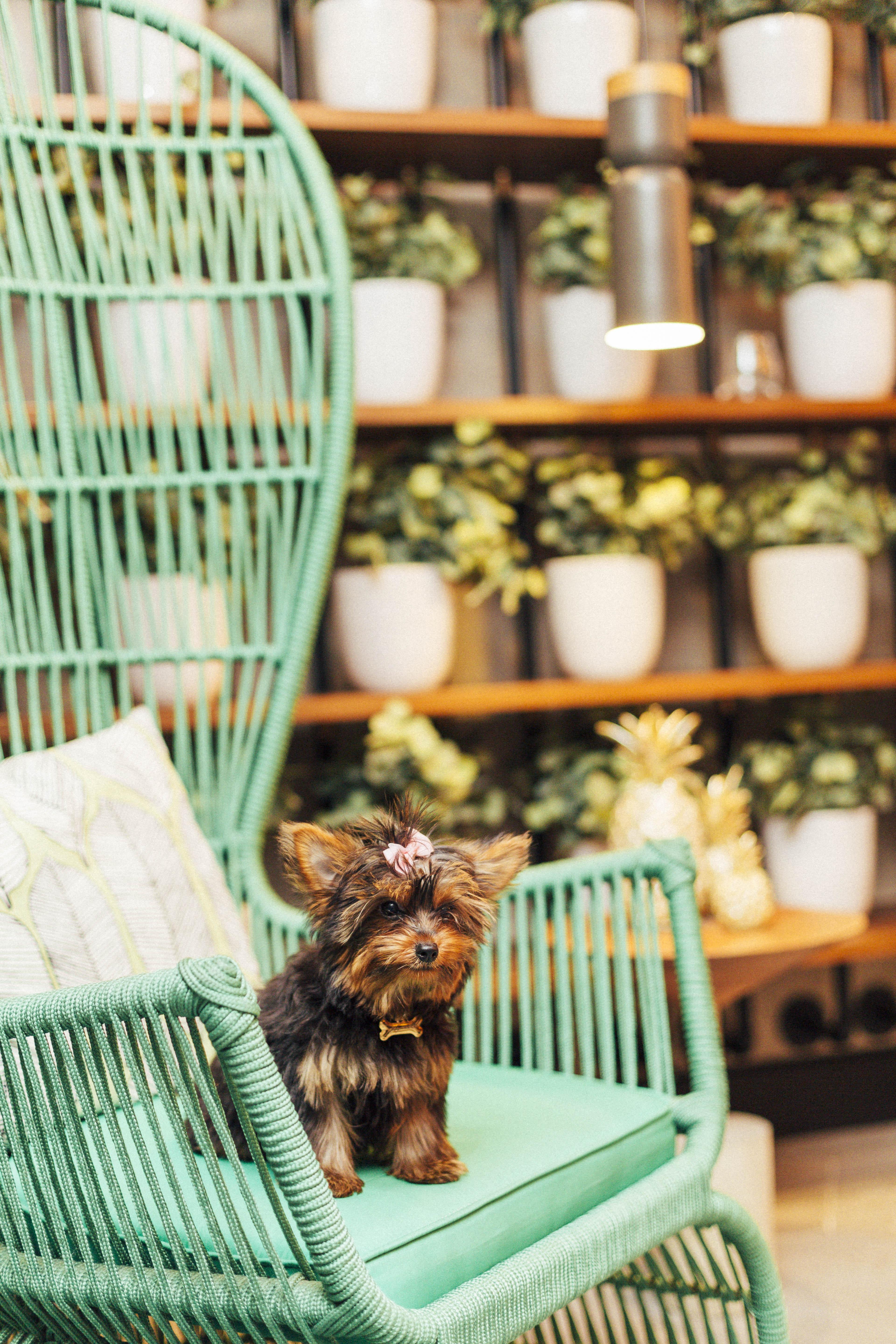 Hotel Yoo2 Rio De Janeiro, Tapestry Collection By Hilton Exterior foto A puppy